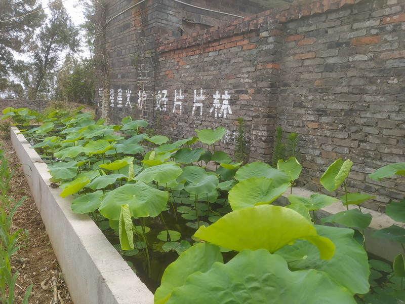 停船寺莲花池